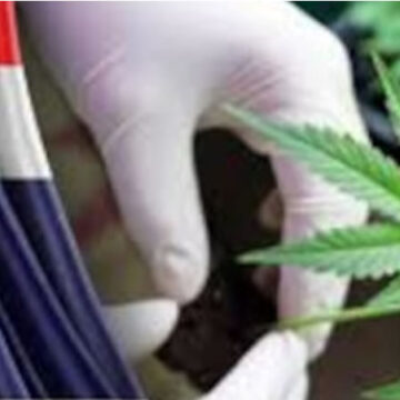 Cannabis – Stop al proibizionismo in Thailandia