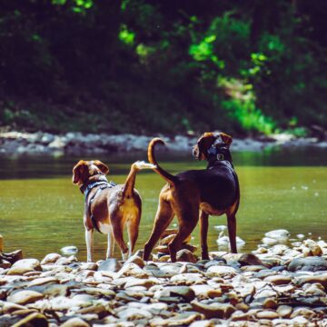 5 consigli per rendere i cani più felici e per una vita migliore