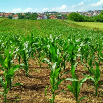 Ue – Cia a premier Meloni: l’Italia bocci l’ipotesi di un Fondo unico per la Pac