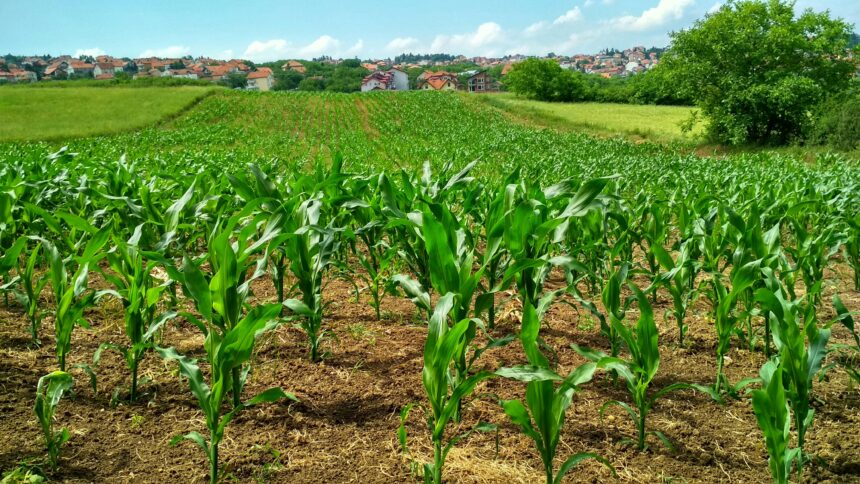 Ue – Cia a premier Meloni: l’Italia bocci l’ipotesi di un Fondo unico per la Pac