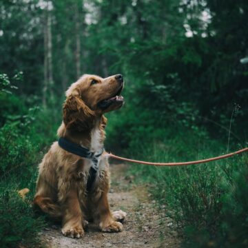 Amici a 4 zampe: gli umani sono convinti di capire i loro cani ma forse non è così…
