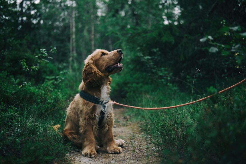 Amici a 4 zampe: gli umani sono convinti di capire i loro cani ma forse non è così…