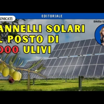 Puglia: 2000 ulivi espiantati per far posto al fotovoltaico – Siamo sicuri che sia giusto?…