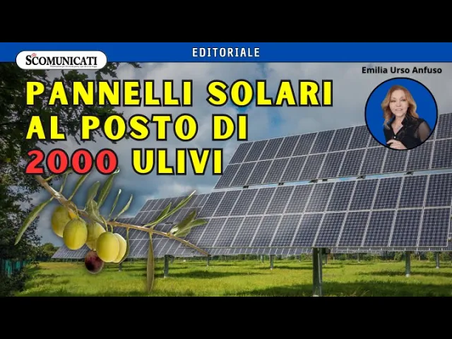 Puglia: 2000 ulivi espiantati per far posto al fotovoltaico – Siamo sicuri che sia giusto?…