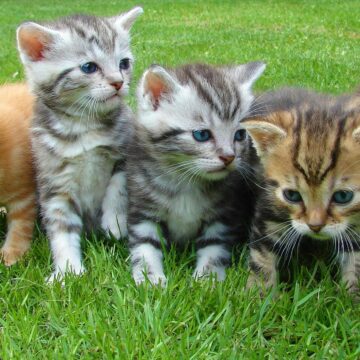 Ricerca: i gatti possono distinguere l’odore del padrone da quello di un estraneo