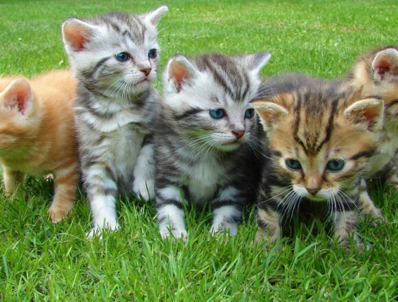 pexels-pixabay-45170 Ricerca: i gatti possono distinguere l’odore del padrone da quello di un estraneo